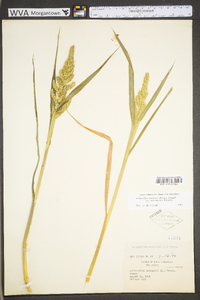 Echinochloa muricata var. microstachya image