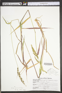 Echinochloa muricata var. microstachya image