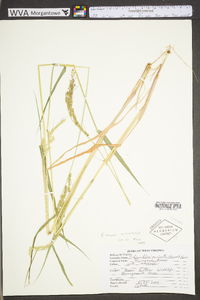 Echinochloa muricata var. microstachya image