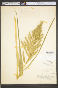 Echinochloa muricata var. muricata image