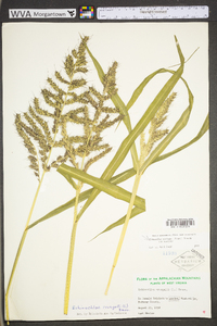 Echinochloa muricata var. muricata image