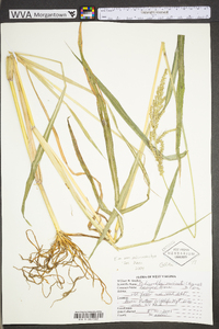 Echinochloa muricata var. microstachya image