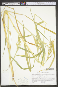 Echinochloa muricata var. muricata image