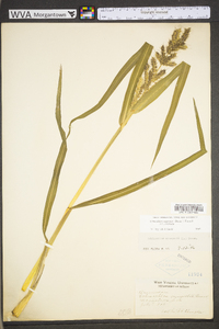 Echinochloa muricata var. muricata image