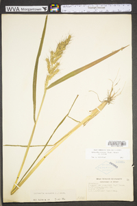 Echinochloa muricata var. muricata image