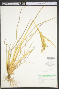 Echinochloa muricata var. muricata image