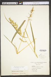 Echinochloa muricata var. muricata image