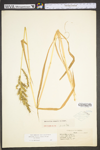 Echinochloa muricata var. muricata image