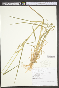 Echinochloa muricata var. muricata image