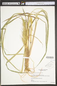 Echinochloa walteri image