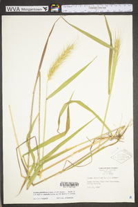 Elymus virginicus var. virginicus image