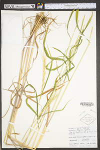 Elymus hystrix image