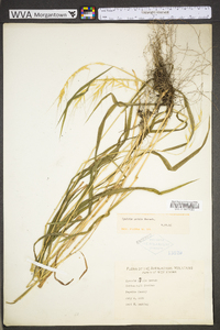 Elymus hystrix image