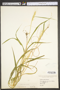 Elymus hystrix image