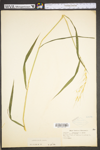 Elymus hystrix image