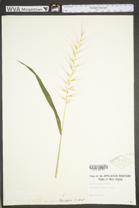 Elymus hystrix image