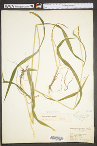 Elymus hystrix image