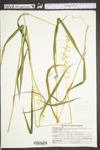 Elymus hystrix image