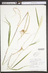 Elymus hystrix image