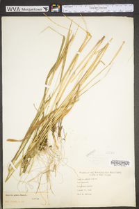 Elymus hystrix image