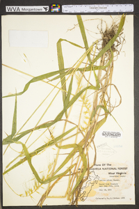 Elymus hystrix image