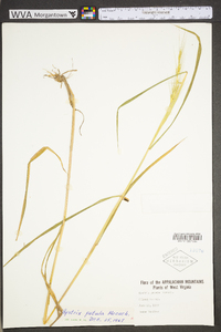 Elymus hystrix image