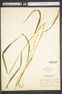 Elymus hystrix image