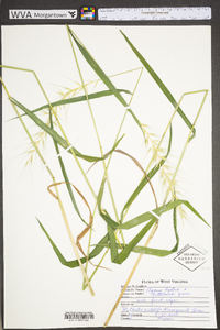 Elymus hystrix image