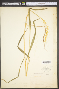 Elymus hystrix image