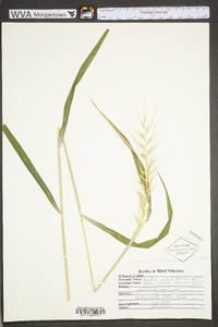 Elymus hystrix image