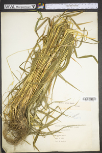 Elymus hystrix image