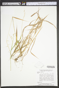 Elymus hystrix image