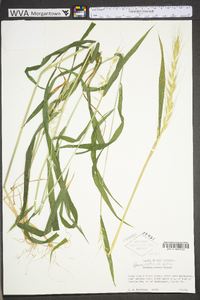 Elymus hystrix image