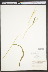 Elymus hystrix image