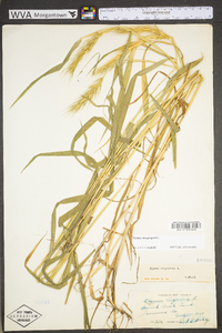 Elymus virginicus var. virginicus image