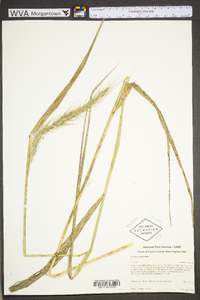 Elymus riparius image