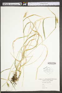 Elymus riparius image