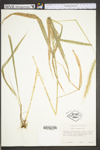 Elymus riparius image