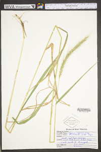 Elymus riparius image