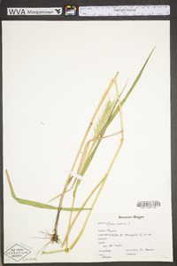 Elymus riparius image