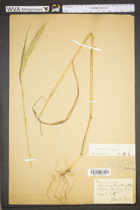 Elymus riparius image