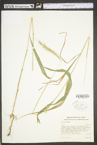 Elymus riparius image