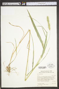 Elymus riparius image