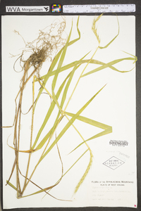 Elymus riparius image