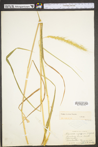 Elymus riparius image