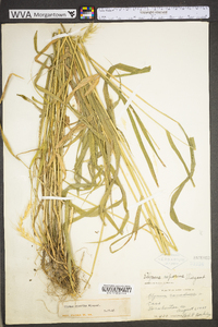 Elymus riparius image