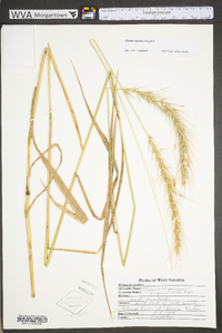 Elymus virginicus var. virginicus image