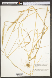 Elymus riparius image