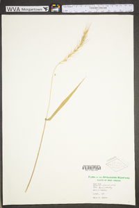 Elymus riparius image