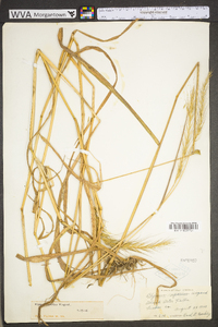 Elymus riparius image